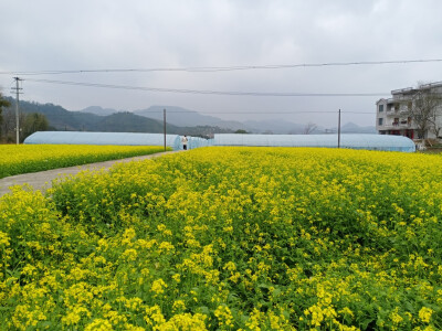 油菜花