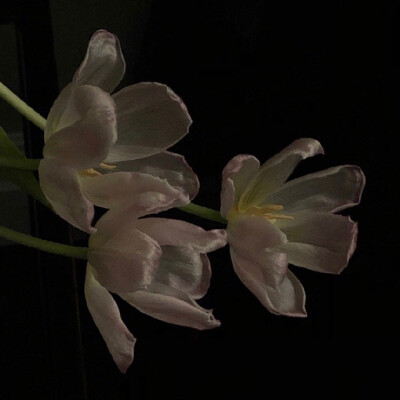 花
©微博 peach4U·