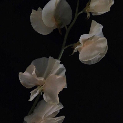 花
©微博 peach4U·