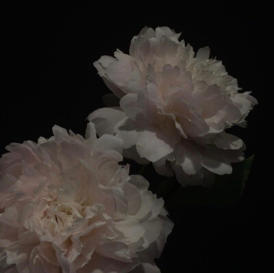 花
©微博 peach4U·