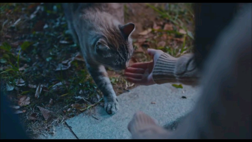 橙光素材自截 猫 抱图收藏评论