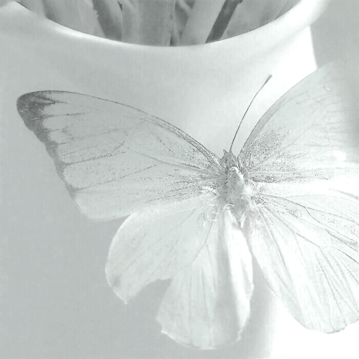 #郑秀晶#
海的故事只有海鸥聆听
徐遗
