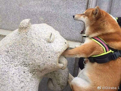 小柴犬