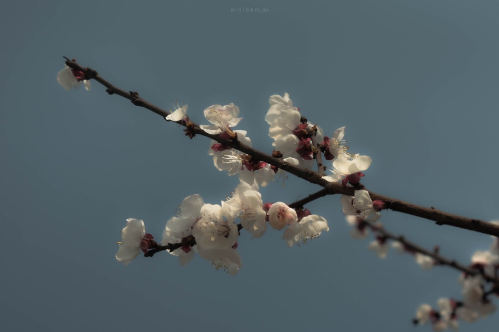 来自春季伊始的花儿们。