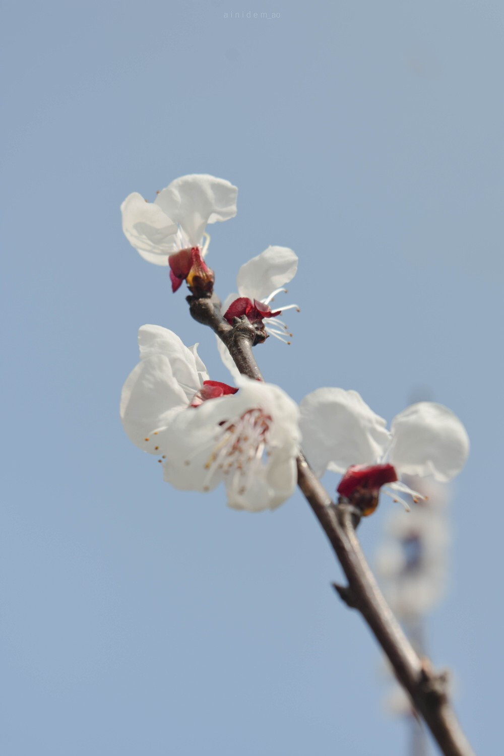 来自春季伊始的花儿们。