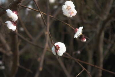 来自春季伊始的花儿们。