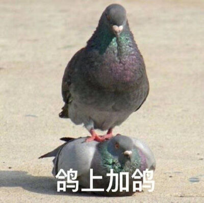 表情包