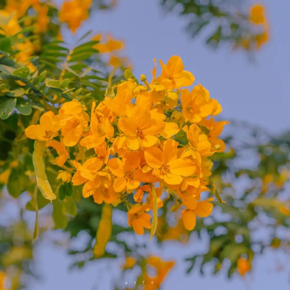 手捧花，黄花槐