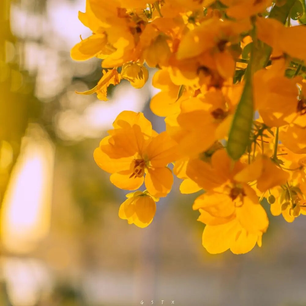 手捧花，黄花槐