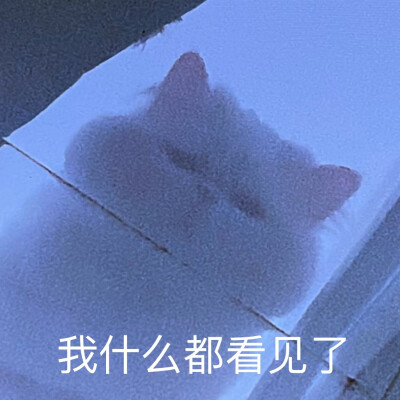 可爱猫咪表情包
