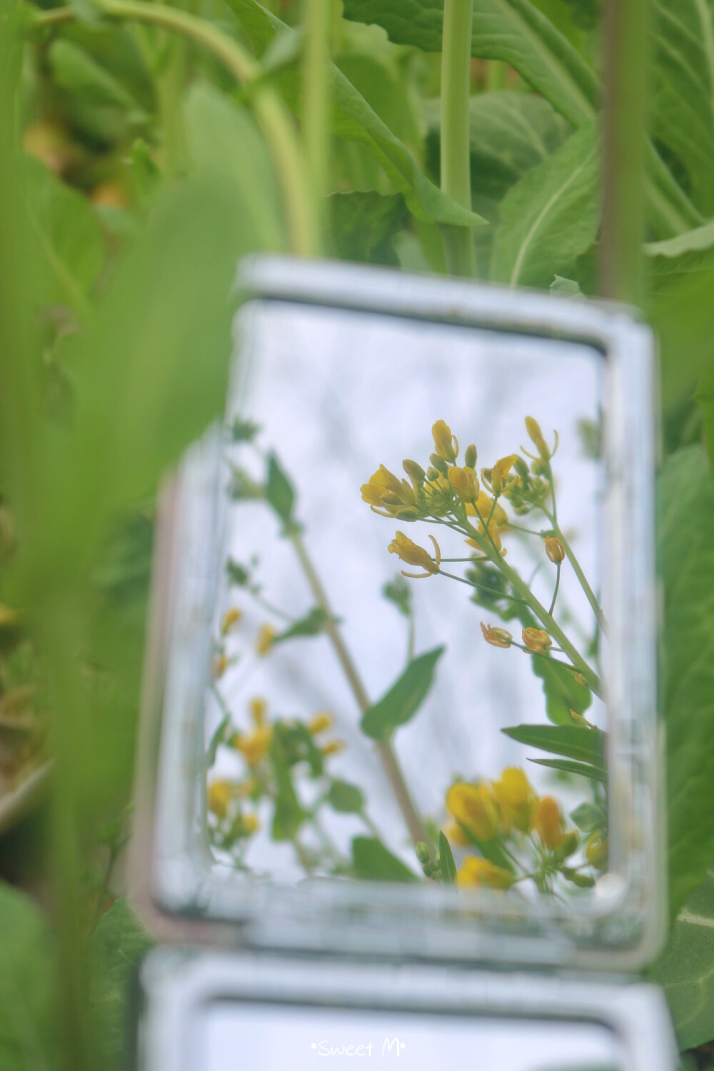 春的花/油菜花