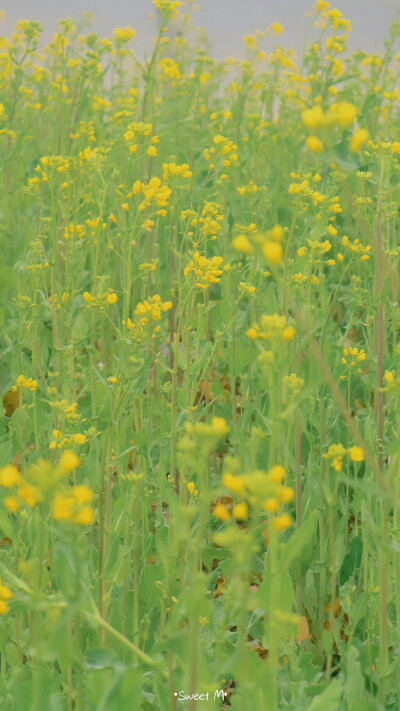 春的花/油菜花