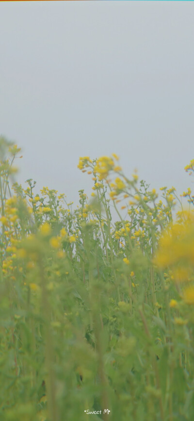 春的花/油菜花