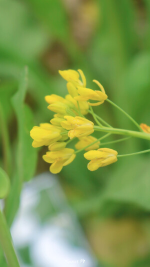 春的花/油菜花