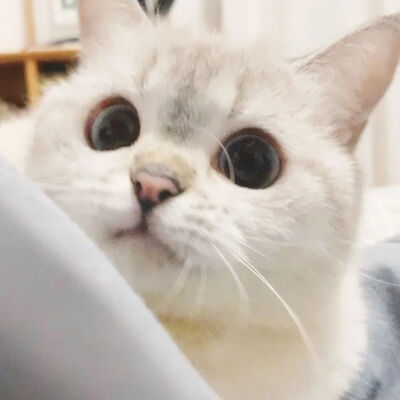 小猫咪