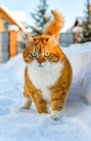动若老虎，静如肥宅...来自俄罗斯的胖橘猫咪Ginger，萌可爱哒，吸喵！（ins:cute_ginger_cat）