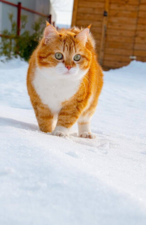 动若老虎，静如肥宅...来自俄罗斯的胖橘猫咪Ginger，萌可爱哒，吸喵！（ins:cute_ginger_cat）