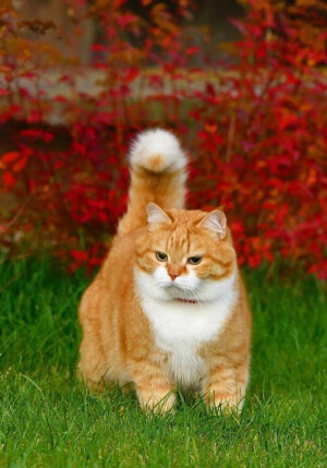 动若老虎，静如肥宅...来自俄罗斯的胖橘猫咪Ginger，萌可爱哒，吸喵！（ins:cute_ginger_cat）