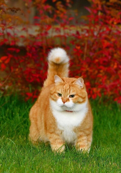 动若老虎，静如肥宅...来自俄罗斯的胖橘猫咪Ginger，萌可爱哒，吸喵！（ins:cute_ginger_cat）