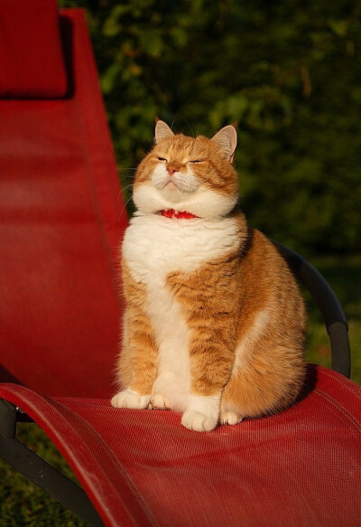 动若老虎，静如肥宅...来自俄罗斯的胖橘猫咪Ginger，萌可爱哒，吸喵！（ins:cute_ginger_cat）