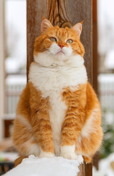 动若老虎，静如肥宅...来自俄罗斯的胖橘猫咪Ginger，萌可爱哒，吸喵！（ins:cute_ginger_cat）