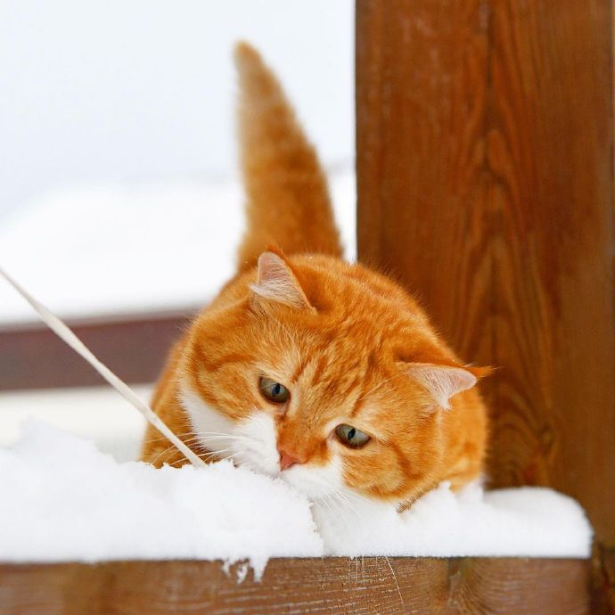 动若老虎，静如肥宅...来自俄罗斯的胖橘猫Ginger，圆润可爱 ~~ 吸喵！