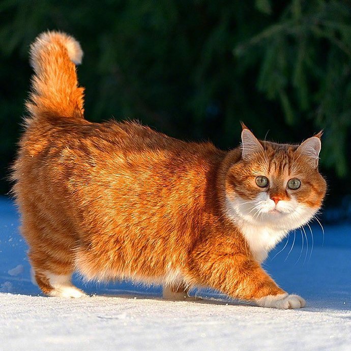 动若老虎，静如肥宅...来自俄罗斯的胖橘猫Ginger，圆润可爱 ~~ 吸喵！