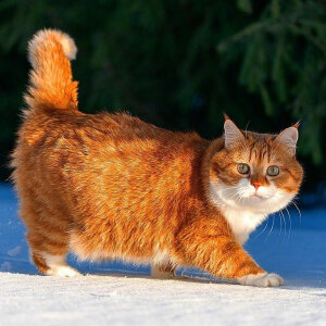 动若老虎，静如肥宅...来自俄罗斯的胖橘猫Ginger，圆润可爱 ~~ 吸喵！