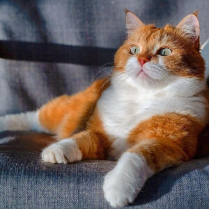 动若老虎，静如肥宅...来自俄罗斯的胖橘猫Ginger，圆润可爱 ~~ 吸喵！