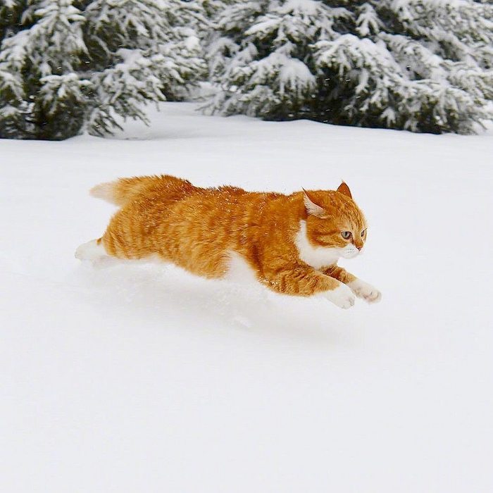 动若老虎，静如肥宅...来自俄罗斯的胖橘猫Ginger，圆润可爱 ~~ 吸喵！