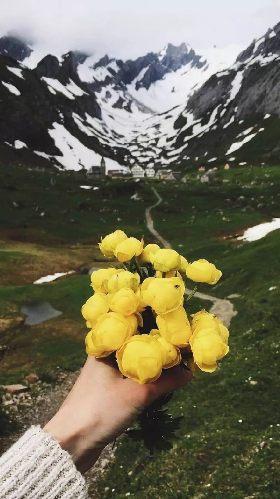 花花草草