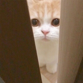 猫咪头像