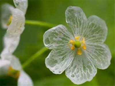 山荷花。雨后白色的花瓣会变成透明的，能看见里面的纹路。也叫"骨架花"。分布于东亚和北美东部地区。