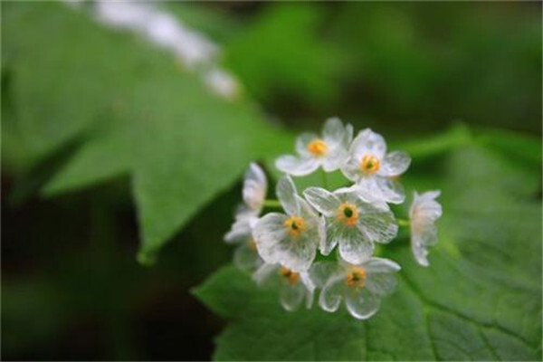 山荷花。雨后白色的花瓣会变成透明的，能看见里面的纹路。也叫"骨架花"。分布于东亚和北美东部地区。