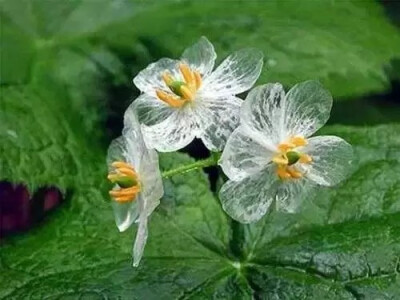 山荷花。雨后白色的花瓣会变成透明的，能看见里面的纹路。也叫"骨架花"。分布于东亚和北美东部地区。
