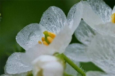 山荷花。雨后白色的花瓣会变成透明的，能看见里面的纹路。也叫"骨架花"。分布于东亚和北美东部地区。