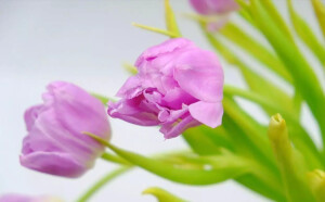 花，文艺，花墙，花枝