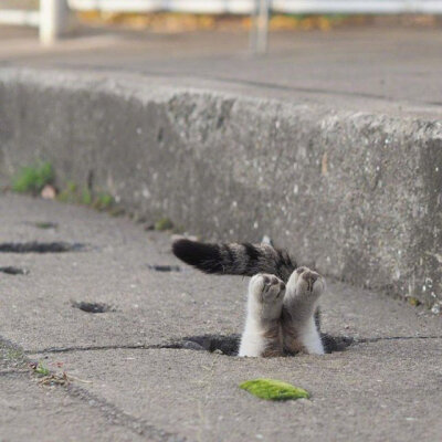 沙雕猫猫