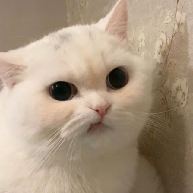 动物头像/可爱头像