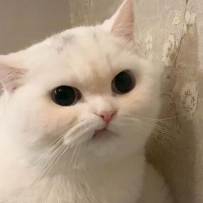 动物头像/可爱头像