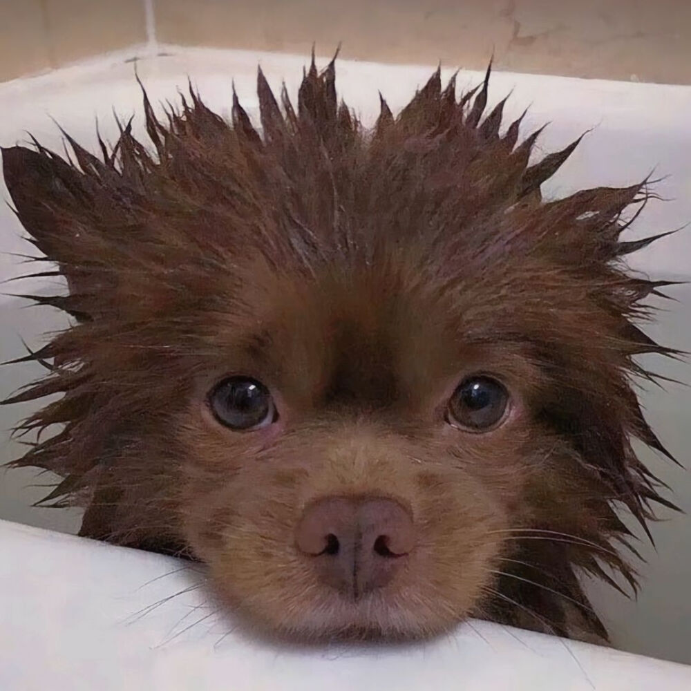 动物头像/可爱头像