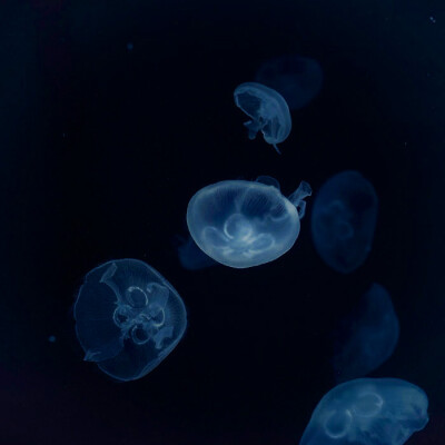 -
“我的眼睛看过世上肮脏的事物，领略了所有畸形人心，同样的，我也曾看过，站在暮光下的你。”
“因此星河里一切的美恶都在这了。”
“我的全部都在这了。”
