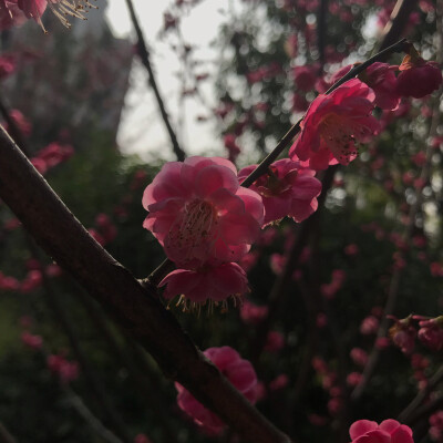 风景与日常