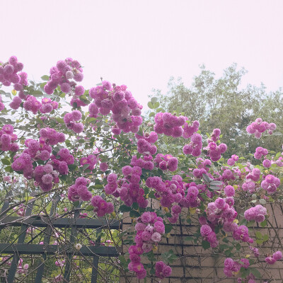 风景与日常