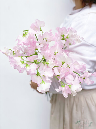 日?；ú募锹?日本香豌豆
日本的花材给人的感觉总是很像他们的民族文化审美，惊鸿一瞥的美丽、转瞬即逝的脆弱。香豌豆，又是一个娇娇美人，千与千寻里出现过它，花瓣似舞女裙摆翩跹，比飞舞的蝴蝶更生动活泼，然而花…