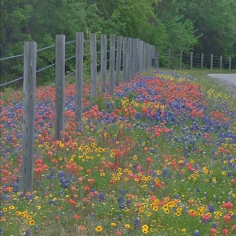 花 背景图