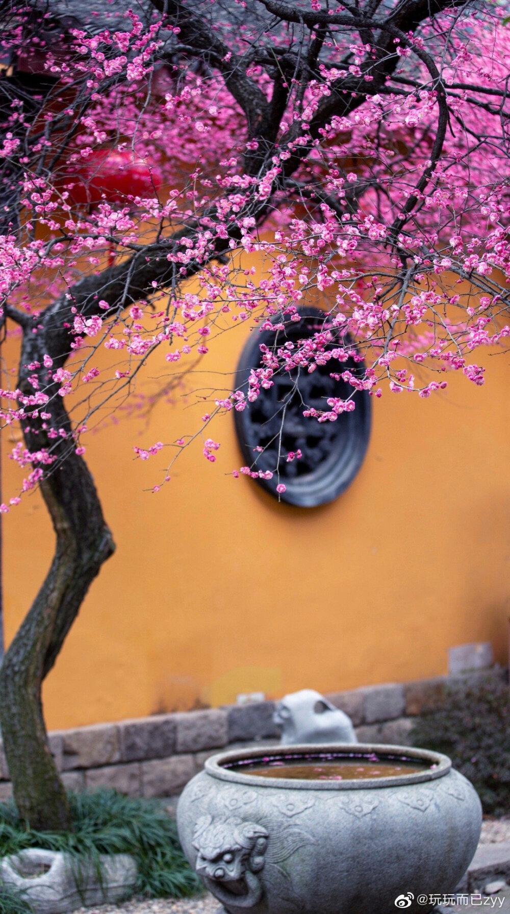 背景 梅花