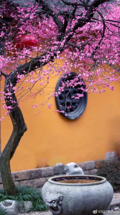 背景 梅花