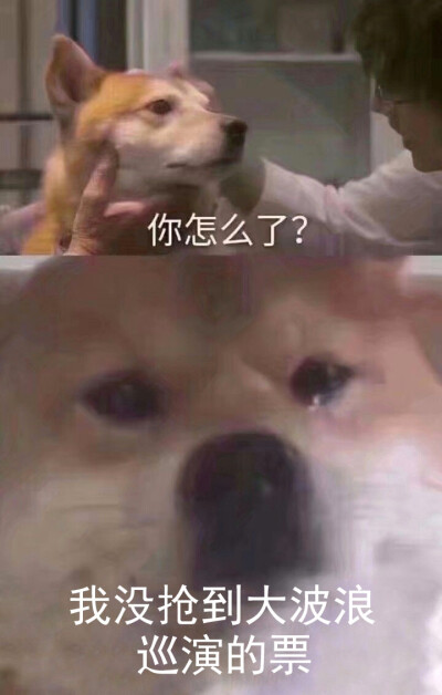 【二木】大波浪meme图