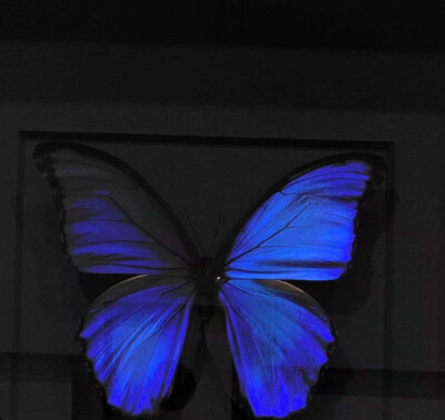 Like Butterfly***BLUE club（or BLACK?